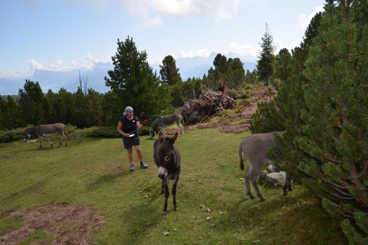 Latschenoelbrennerei 27.08.2019